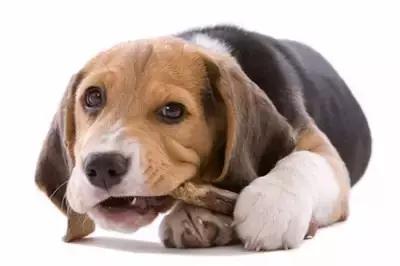 狗狗换牙乳牙不掉怎么办,泰迪狗狗几个月开始换牙