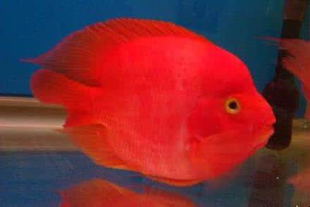 财神鱼的饲养方法,财神鱼一般要养几条