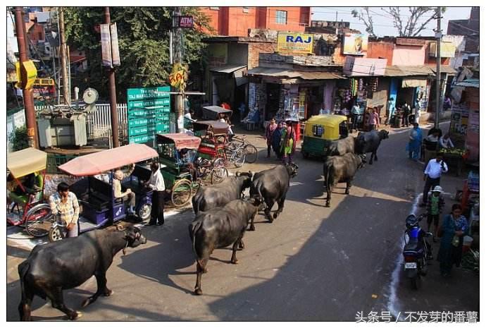 印度路上的牛是哪来的,印度牛满大街