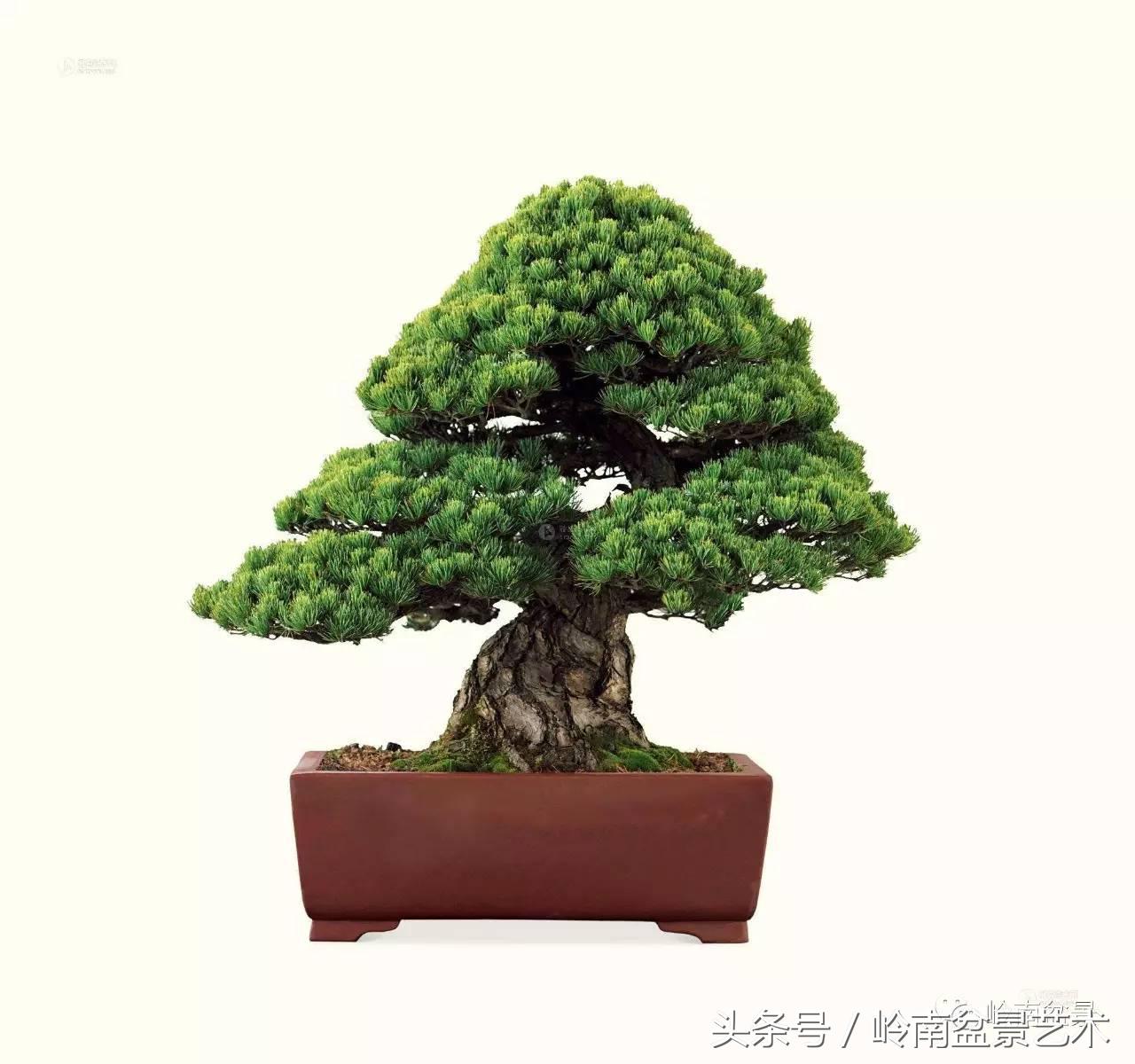 五针松和大阪松哪个好盆栽 (大阪松比五针松哪种更名贵)