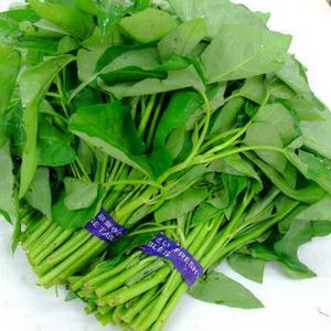 泥水养龟治疗真菌的化学原理,泥水养龟自己会培养硝化细菌吗