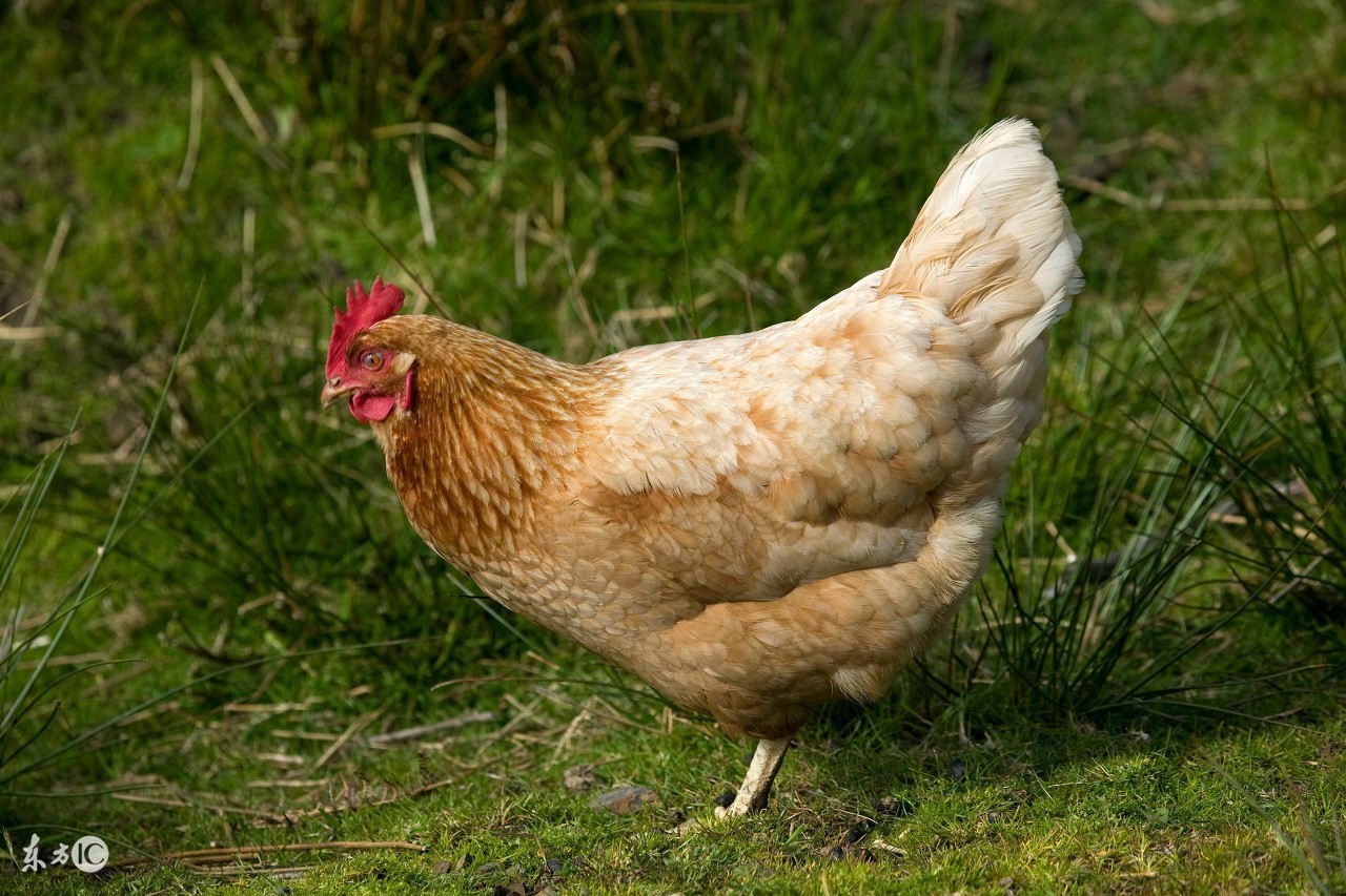 养鸡人为什么不吃鸡,鸡为什么不能喂得太饱