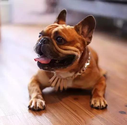 斗牛犬饲养知识,斗牛犬生产注意事项