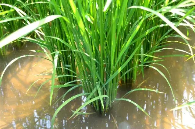 普田农科院科技园区精品展示陆地最强产量为王、普田莲育1496