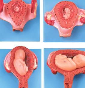b超看不到胎心胎芽,b超有可能会看不到胎心胎芽吗