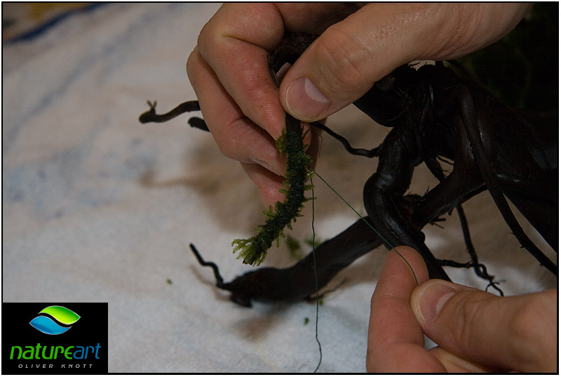 ada水草1.5米缸造景教程,oliverknott是什么