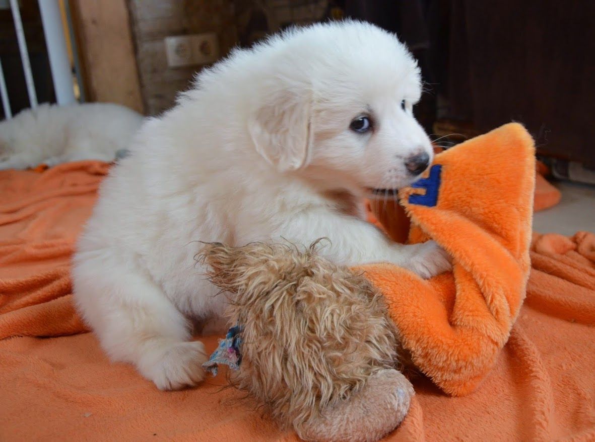 巨型大白熊犬有多大体型,最帅的大白熊犬图片