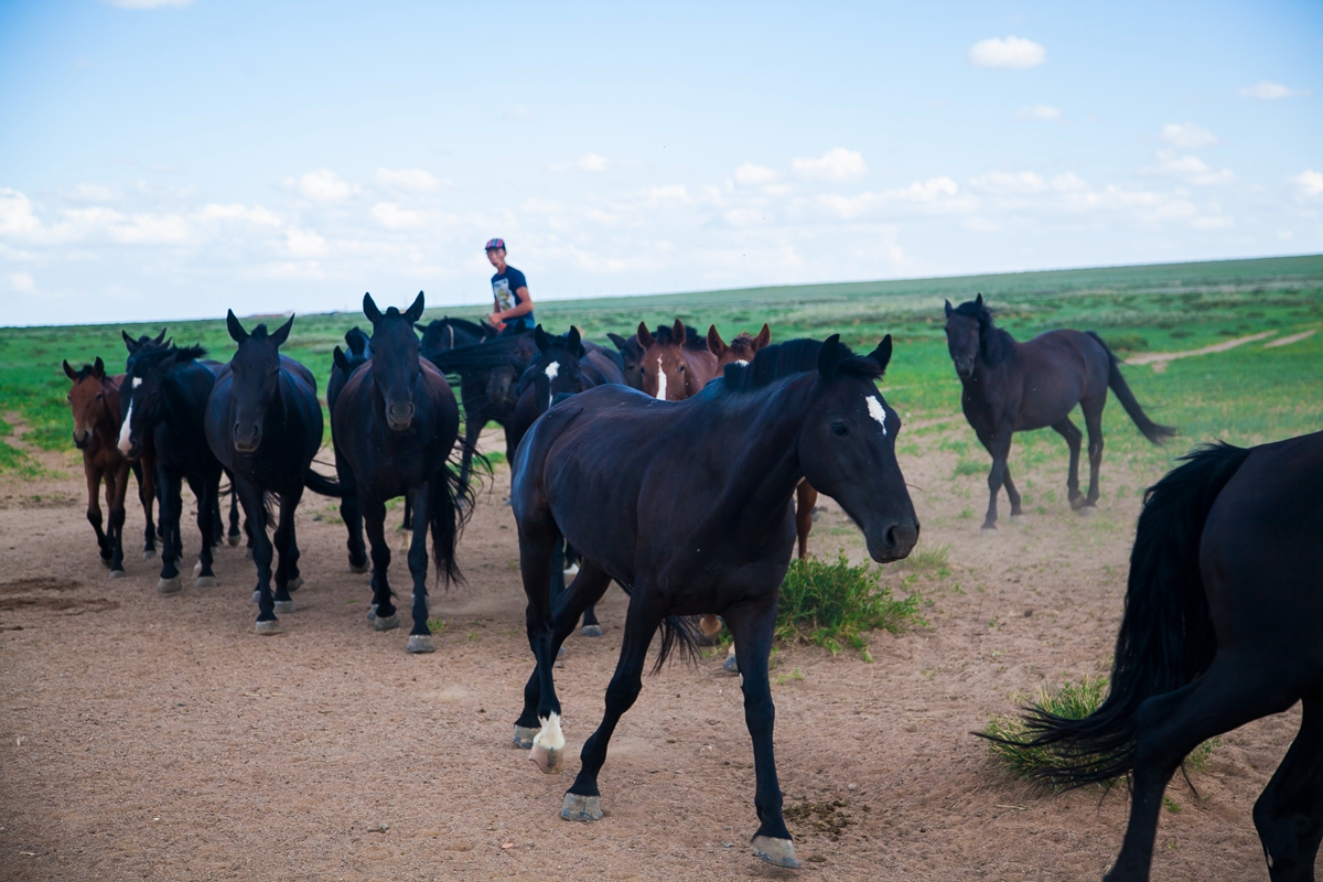 去内蒙，有多少人因为不懂这些文化而闹出了笑话