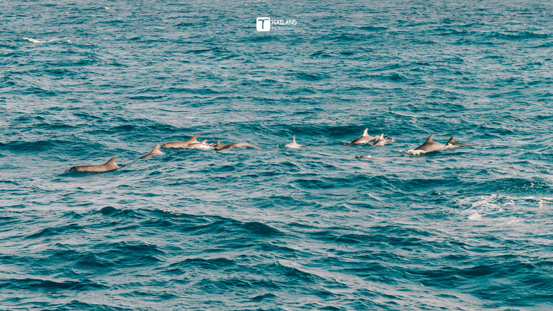 带你一起去泰国看海,回忆那年在泰国踏浪看海