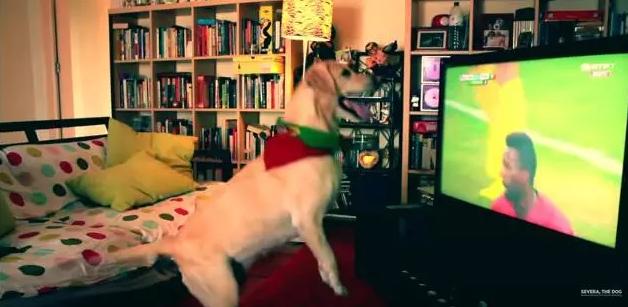 手舞足蹈狗,手舞足蹈的狗