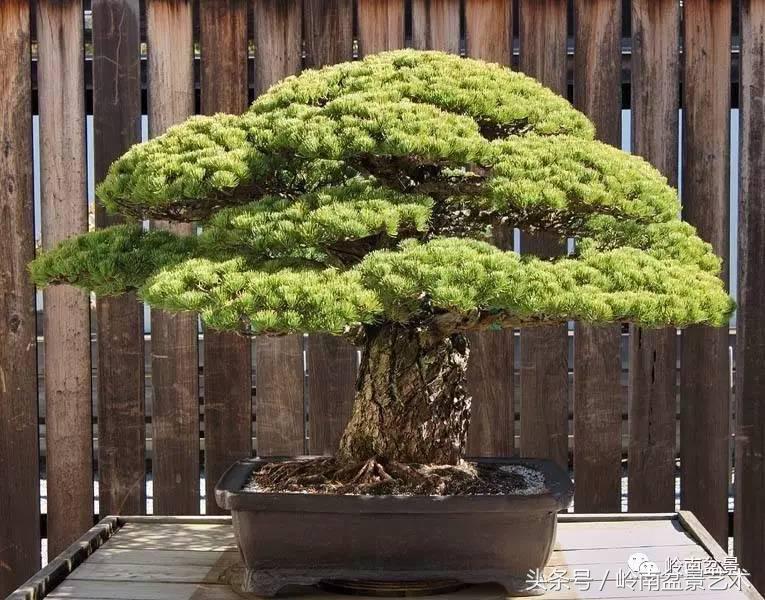 五针松和大阪松哪个好盆栽 (大阪松比五针松哪种更名贵)