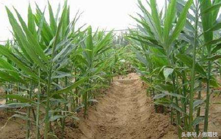 鐢熷鎵撶鎬庝箞淇濆瓨,鐢熷鍙互鍐峰喕淇濆瓨