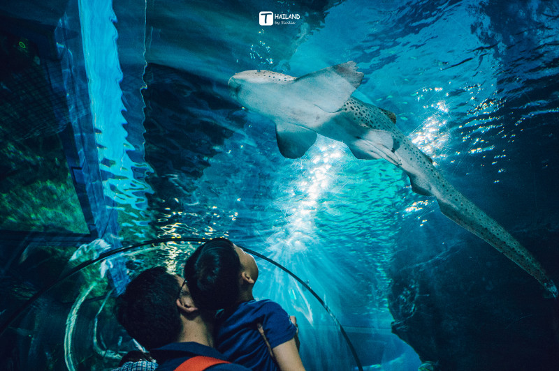 回忆那年在泰国踏浪看海,带你一起去泰国看海