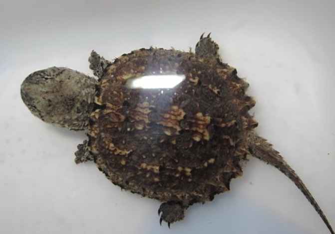 小鳄龟苗怎样养绿毛鳄龟,如何养好鳄龟让鳄龟更凶狠