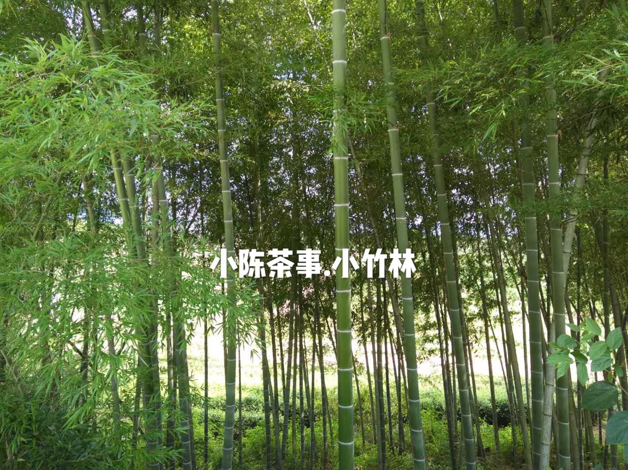 普洱茶和六堡茶白茶岩茶,绿茶岩茶红茶白茶的区别