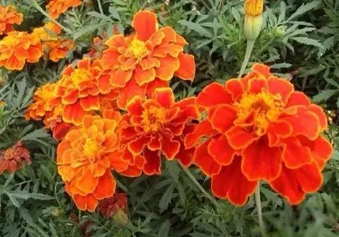 全世界各国的国花有哪些,世界各国国花有哪些