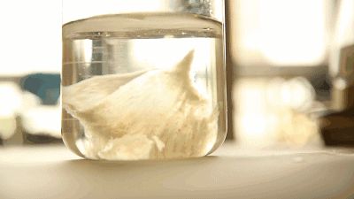 燕窝的泡发家常做法,燕窝的泡发做法大全