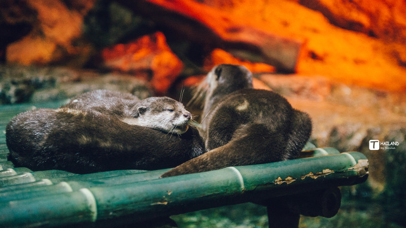 带你一起去泰国看海,回忆那年在泰国踏浪看海