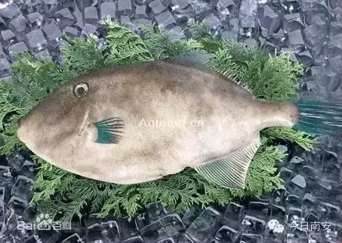 羊口开海！倒计时一天！第一网吃起来！看完哈喇子流一地