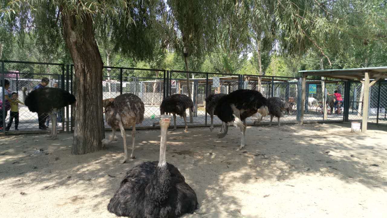 沈阳长白岛森林公园有海吗,游沈阳的长白岛森林公园400字作文