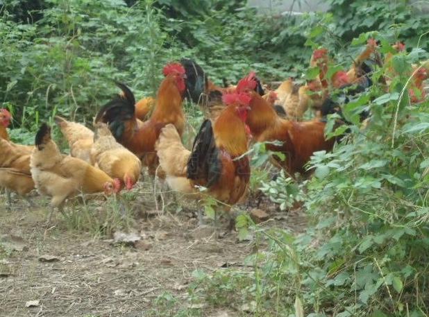 东北十大硬菜第一名,十大农村硬菜排名