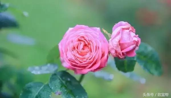 沙漠种植的玫瑰花,种花但不摘花