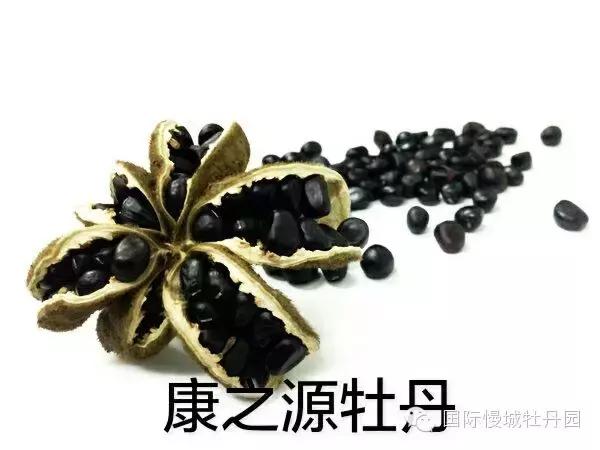 高淳四宝之一白牡丹,高淳四宝中的白牡丹在哪里