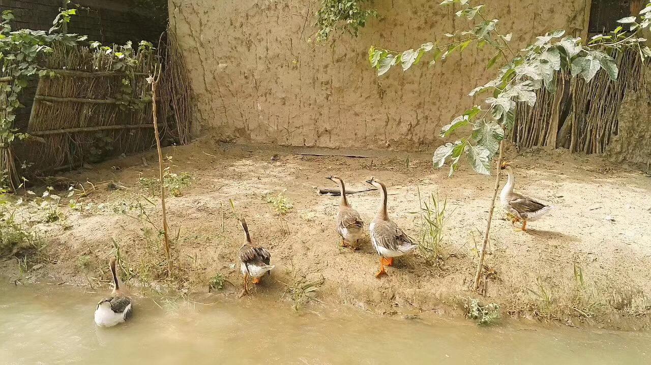 大学生回村创业有哪些好项目,大学生深山创业致富