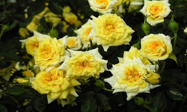 我国的国花是什么花正确答案,我国的国花是什么花