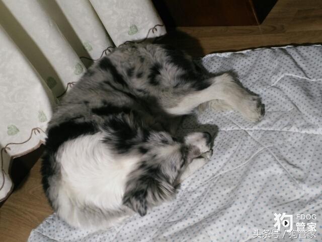 你们的边牧都是怎么养的,养一只大的边牧还可以听话吗