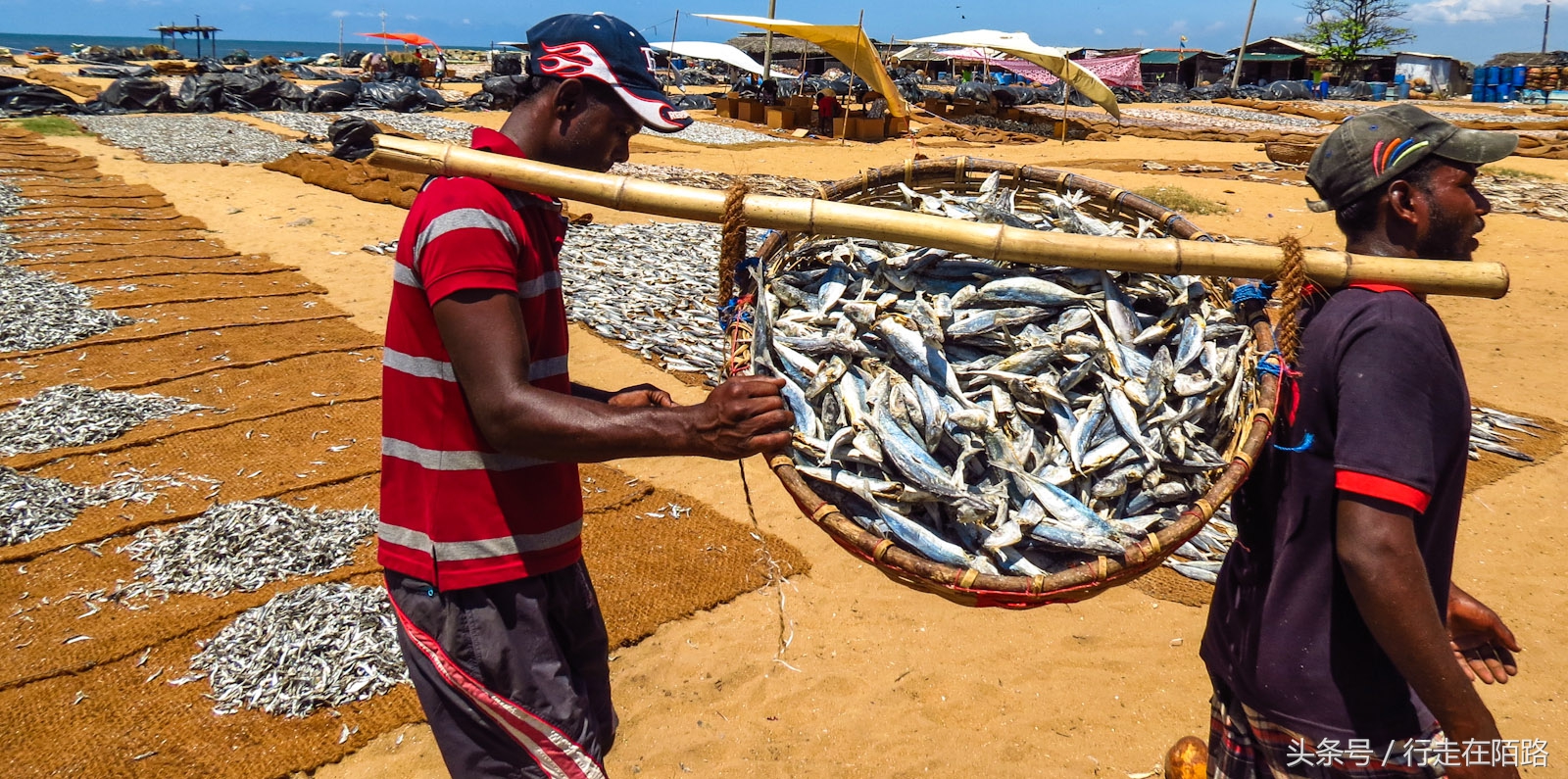 晚间捕鱼的渔民,晚上捕鱼白天卖寿司