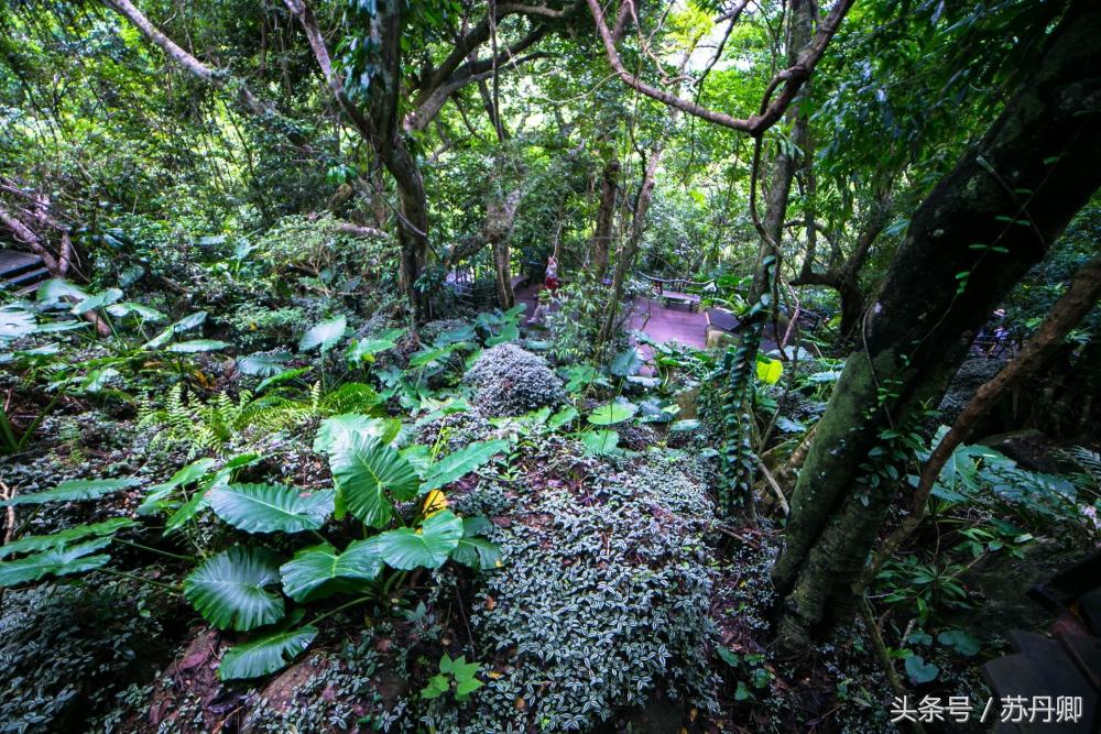 亚马逊热带雨林真实食人花,亚马逊雨林食人花