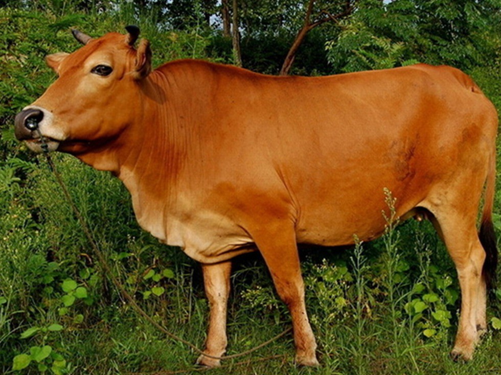 中国农民养500只猪,中国农民养熊