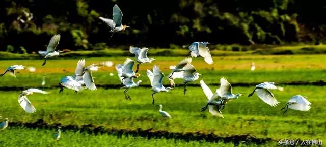 从佛山坐高铁到普者黑从哪进站,佛山西怎么坐高铁到普者黑