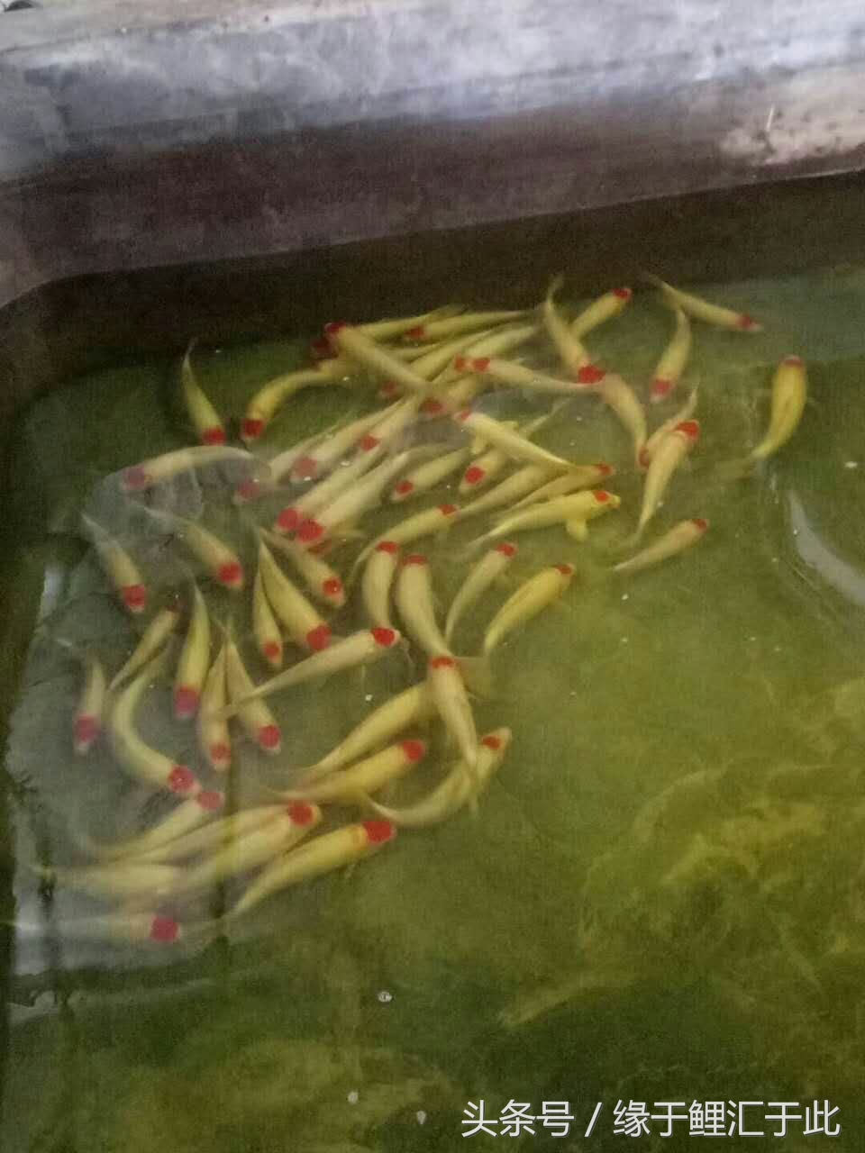 无鳞鱼体表粘液太多什么原因,鱼体表粘液增多是怎么回事