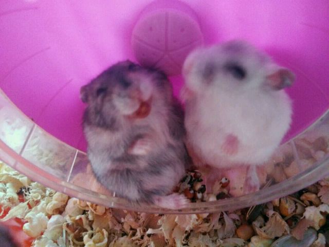 花15块钱买了个小仓鼠,偷偷买了一只小仓鼠