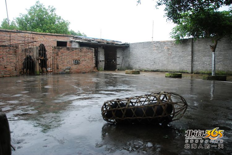 陈荣华北海,北海人的一天