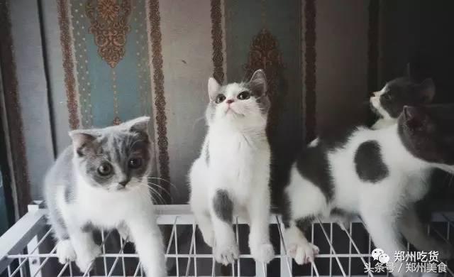 喵~铲屎官注意，郑州东区这家小店各种萌喵环绕，桌上披萨有料！