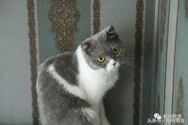 喵~铲屎官注意，郑州东区这家小店各种萌喵环绕，桌上披萨有料！