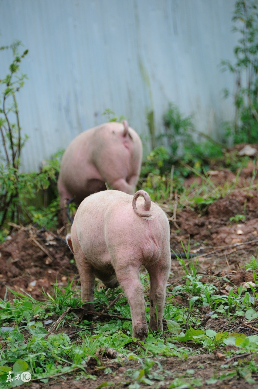 养猪大量死亡的原因,养猪出现大面积死亡