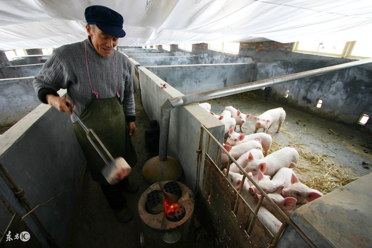 猪腹泻特效药配方,治疗猪腹泻顺口溜