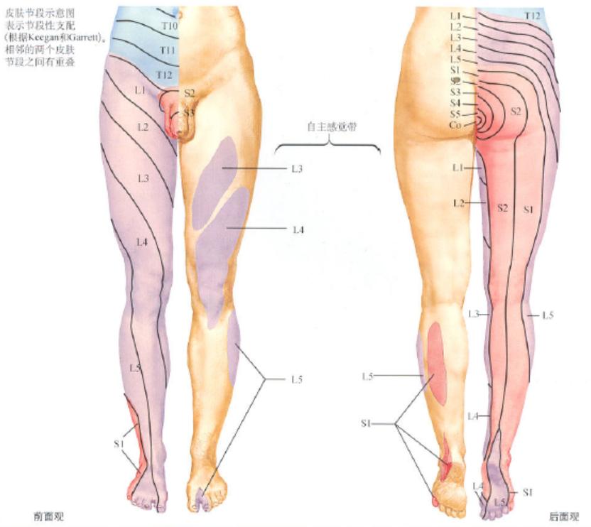 腰椎间盘突出根性症状临床表现,极外侧型腰椎间盘突出症临床表现