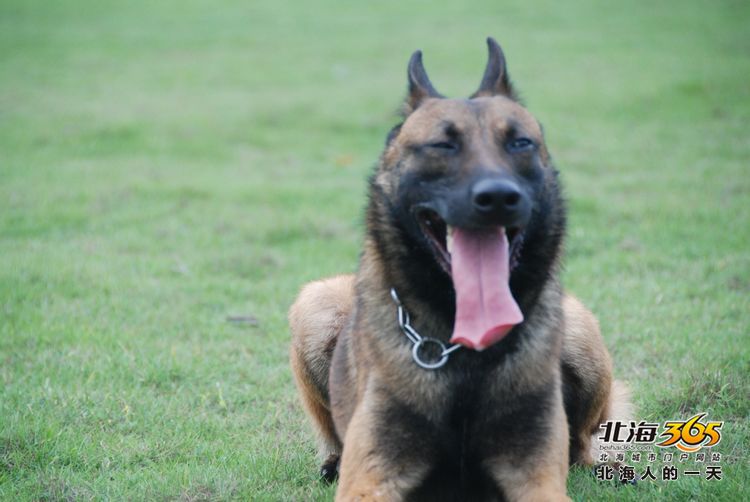 陈荣华北海,北海人的一天