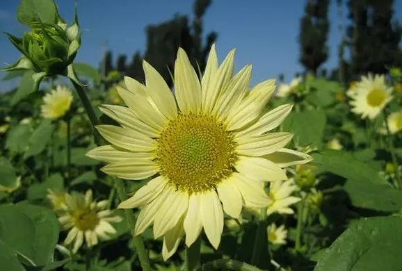 哪些农作物可赚钱,有哪些种植业赚钱的