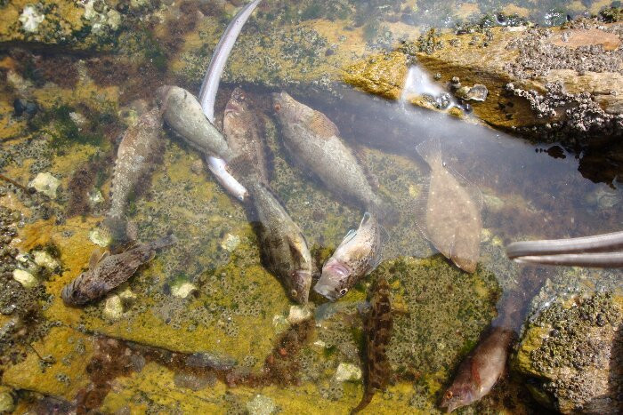 日照海捕海鲜有哪些,日照赶海后抓到的海鲜去哪儿吃