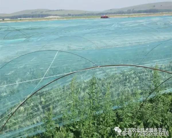 选防虫网啥样的效果最好,防虫网选择技巧