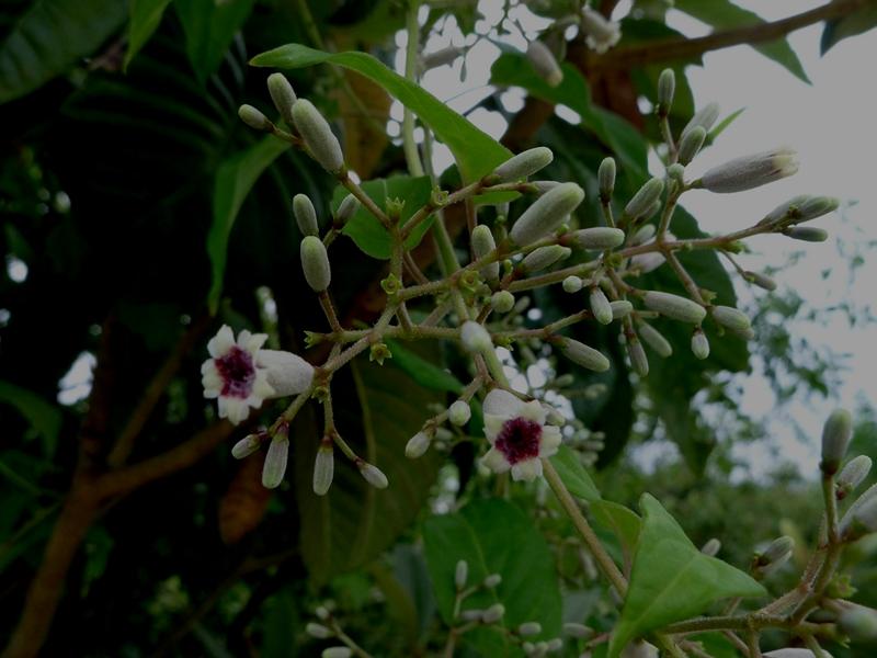 鸡屎藤能祛邪避病,臭鸡屎藤的危害