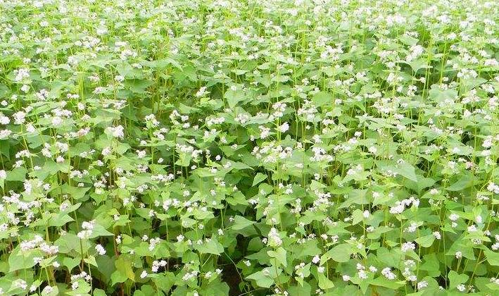 十种最赚钱的农作物,哪几种农作物有蜂蜜