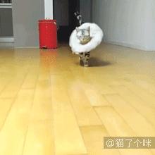 半夜醒来看到二哈放大的脸,女主一觉起来发现二哈变成了秃头