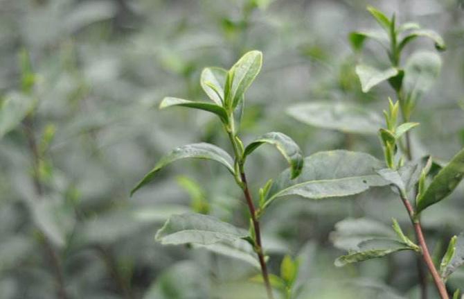 十种最赚钱的农作物,哪几种农作物有蜂蜜